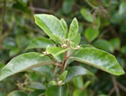 For more information on Olearia albida var albida, and a larger view 30K