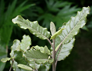 Olearia albida var angulata photographed at a Hebe Society member’s garden, Cheshire, UK