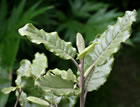 For more information on Olearia albida var angulata, and a larger view 30K