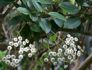 Olearia arborescens photographed at Inverewe Gardens, Poolewe, Scotland, UK