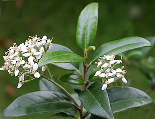 Olearia avicenniifolia photographed at a Hebe Society member’s garden, Cheshire, UK