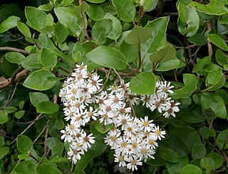 Olearia capillaris photographed at Inverewe Gardens, Poolewe, Scotland, UK