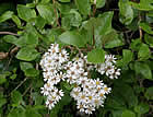 For more information on Olearia capillaris, and a larger view 30K