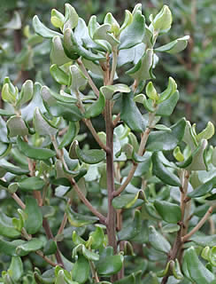 Olearia coriacea photographed at Inverewe Gardens, Poolewe, Scotland, UK