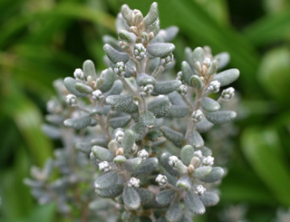 Olearia cymbifolia photographed at Inverewe Gardens, Poolewe, Scotland, UK