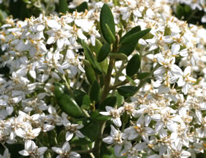 Olearia × haastii photographed at The Quinta Arboretum, Swettenham, Cheshire, UK