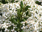 For more information on Olearia × haastii, and a larger view 30K