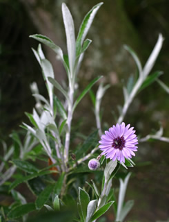 Olearia ‘Henry Travers’ photographed at Logan Botanic Garden, Stranraer, Scotland, UK