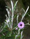 For more information on Olearia ‘Henry Travers’, and a larger view 30K