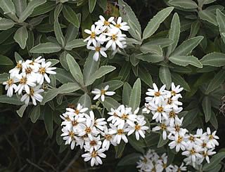 Olearia ilicifolia × moschata photographed at Inverewe Gardens, Poolewe, Scotland, UK