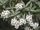 For more information on Olearia ilicifolia × moschata, and a larger view 30K