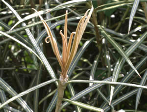 Olearia lacunosa photographed at Glenwhan Garden, Stranraer, Scotland, UK