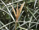 For more information on Olearia lacunosa, and a larger view 20K