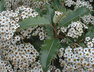 Olearia macrodonta photographed at An Cala, Seil Island, Oban, Scotland, UK