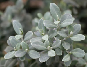 Olearia moschata photographed at a Hebe Society member’s garden, Cheshire, UK