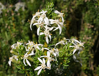 Olearia nummulariifolia photographed at a Hebe Society member’s garden, Cheshire, UK