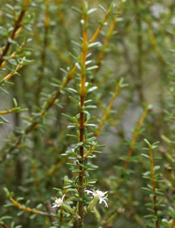 Olearia solandri photographed at Derwen Garden Centre, Powys, Wales, UK