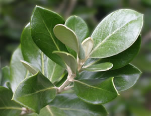 Olearia traversii photographed at Nymans, Handcross, Sussex, UK