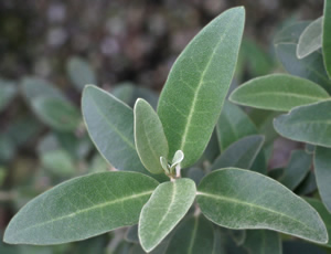 Olearia ‘Waikariensis’ photographed at a Hebe Society member’s garden, Cheshire, UK