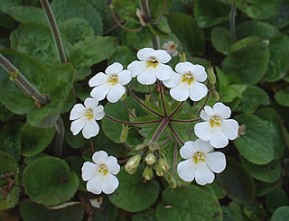 Ourisia macrophylla photographed at Cnoc-na-Garrie, Kilmartin, Argyll, Scotland