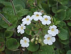 For more information on Ourisia macrophylla, and a larger view 30K