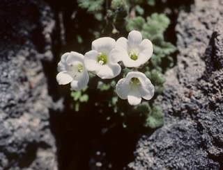 Parahebe spathulata photographed at Tongariro National Park, North Island, New Zealand