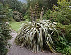 For more information on Phormium cookianum ‘Tricolor’, and a larger view 30K