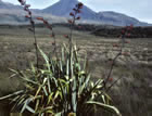 For more information on Phormium tenax, and a larger view 30K