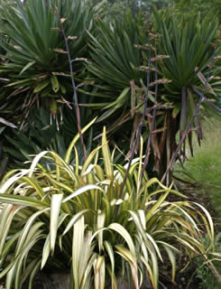 Phormium ‘Yellow Wave’ photographed at Ardwell House, Stranraer, Scotland, UK