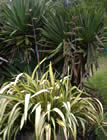 For more information on Phormium ‘Yellow Wave’, and a larger view 30K
