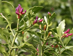 Phyllocladus aspleniifolius var alpinus photographed at Wakehurst Place, Ardingly, Sussex, UK