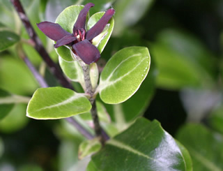 Pittosporum colensoi photographed at Logan Botanic Garden, Stranraer, Scotland, UK