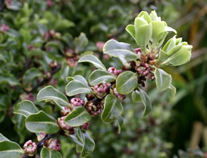 Pittosporum ‘Crinkles’ photographed at Bicton College, Devon, UK