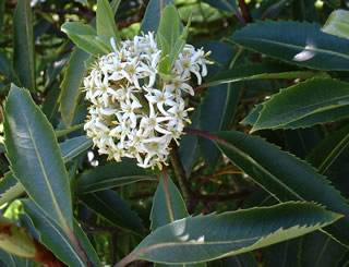 Pittosporum dallii photographed at Mount Stuart, Isle of Bute, Scotland, UK