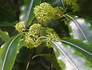 Pittosporum eugenioides photographed at Abbotsbury Gardens, Dorset, UK