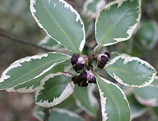 Pittosporum ‘Garnettii’ photographed at Abbotsbury Gardens, Dorset, UK