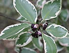 For more information on Pittosporum ‘Garnettii’, and a larger view 30K
