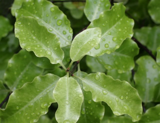 Pittosporum tenuifolium photographed at Leckhelm Arboretum, Ullapool, Scotland, UK