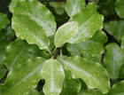 For more information on Pittosporum tenuifolium, and a larger view 30K
