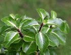 For more information on Pittosporum tenuifolium ‘Gold Star’, and a larger view 30K