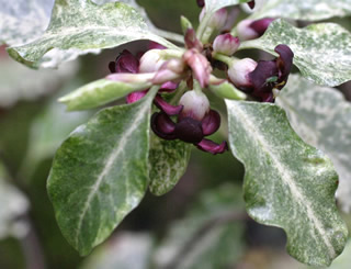 Pittosporum tenuifolium ‘Irene Paterson’ photographed at a Hebe Society member’s garden, Cheshire, UK