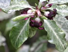 For more information on Pittosporum tenuifolium ‘Irene Paterson’, and a larger view 30K