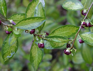 Pittosporum tenuifolium ‘Limelight’ photographed at Abbotsbury Gardens, Dorset, UK