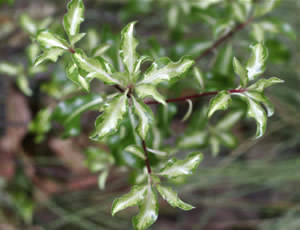 Pittosporum tenuifolium ‘Loxhill Gold’ photographed at Bicton College, Devon, UK