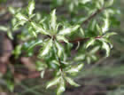 For more information on Pittosporum tenuifolium ‘Loxhill Gold’, and a larger view 30K