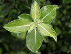 For more information on Pittosporum tenuifolium ‘Margaret Turnbull’, and a larger view 30K