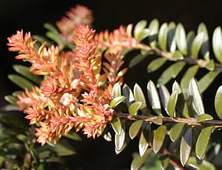 Podocarpus ‘Blaze’ photographed at a Hebe Society member’s garden, Cheshire, UK