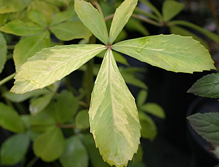 Pseudopanax lessonii ‘Gold Splash’ photographed at Trevena Cross Nurseries, Helston, Cornwall, UK