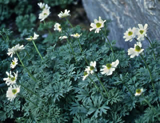 Ranunculus buchananii photographed at The Remarkables, Queenstown, South Island, New Zealand