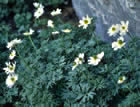For more information on Ranunculus buchananii, and a larger view 30K